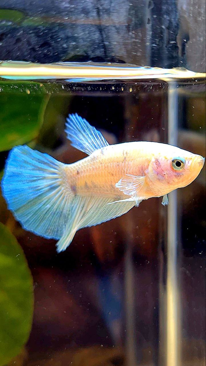 FEMALE HALFMOON WHITE BLUE DOTS MARBLE BETTA FISH