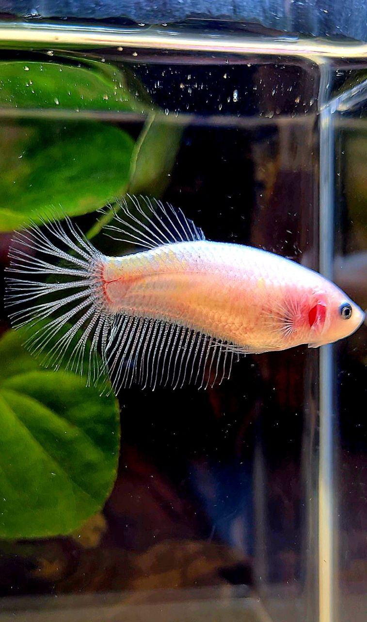 FEMALE HALFMOON CELLPOHANE TRANSPARENT BETTA FISH
