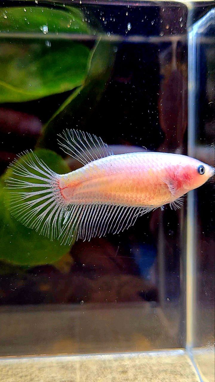 FEMALE HALFMOON CELLPOHANE TRANSPARENT BETTA FISH