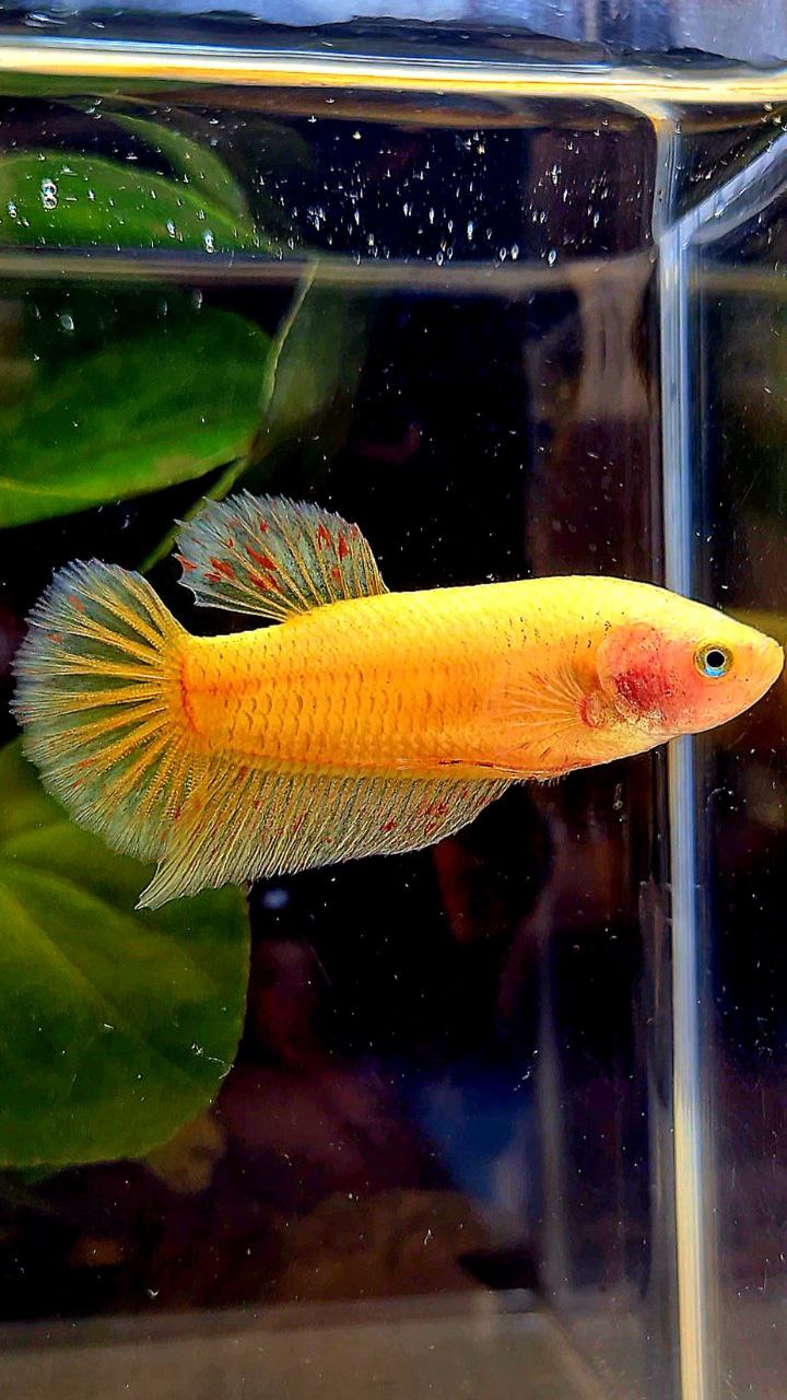 FEMALE PLAKAT YELLOW VANDA BETTA FISH