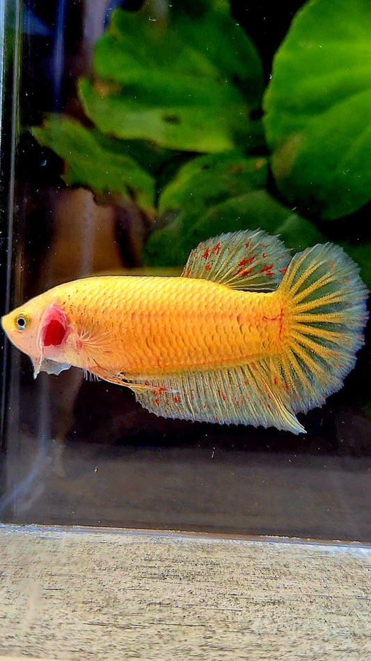 FEMALE PLAKAT YELLOW VANDA BETTA FISH