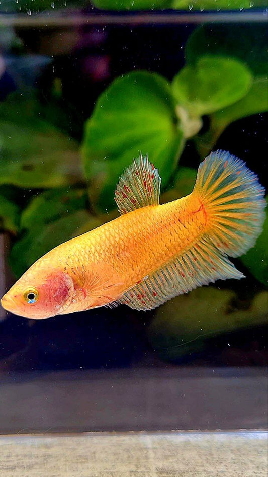 FEMALE PLAKAT YELLOW VANDA BETTA FISH