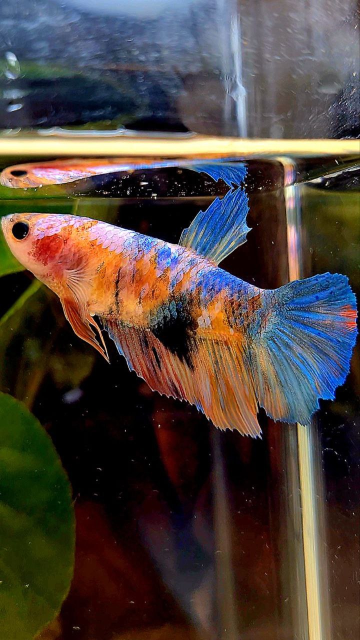 FEMALE HALFMOON MULTICOLOR BETTA FISH