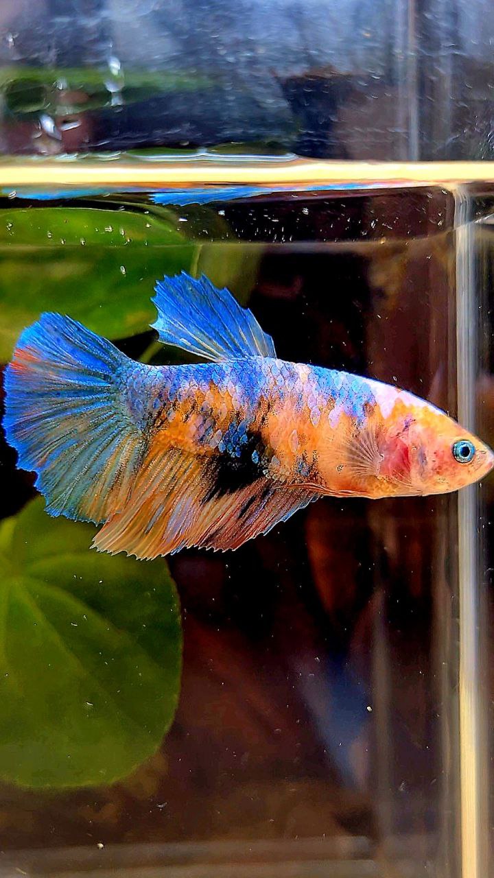 FEMALE HALFMOON MULTICOLOR BETTA FISH