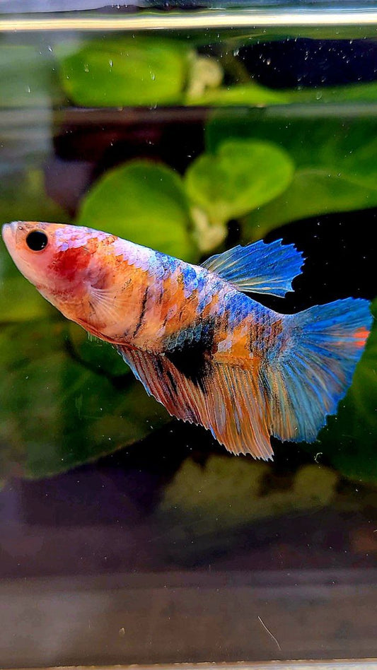 FEMALE HALFMOON MULTICOLOR BETTA FISH