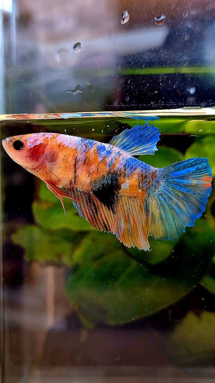 FEMALE HALFMOON MULTICOLOR BETTA FISH