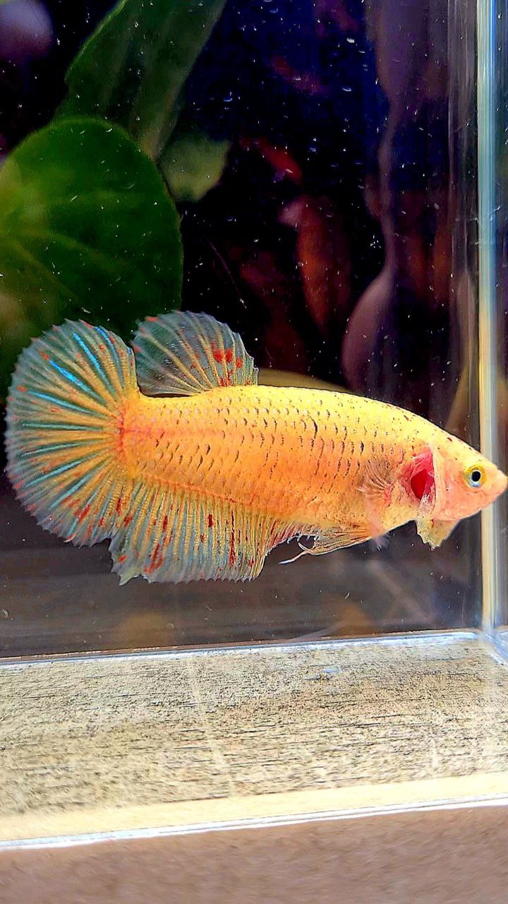 FEMALE PLAKAT YELLOW VANDA BETTA FISH