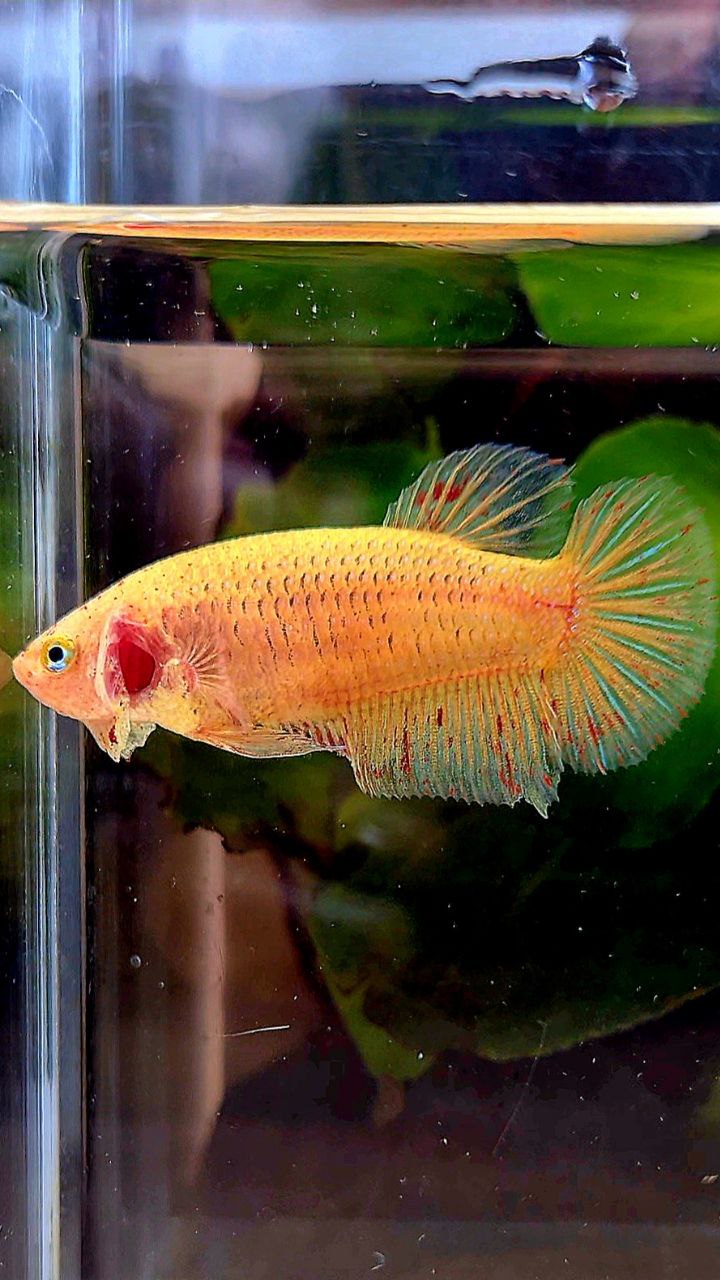 FEMALE PLAKAT YELLOW VANDA BETTA FISH
