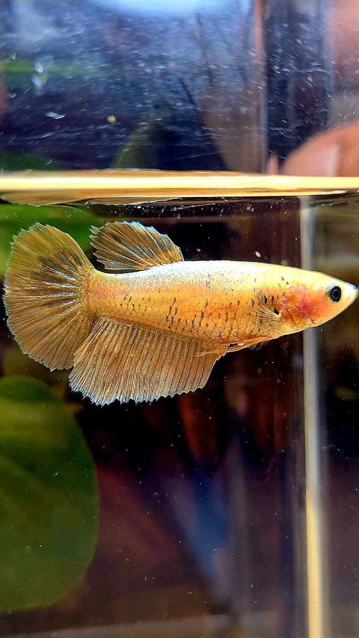 FEMALE HALFMOON GOLD MASCOT BETTA FISH