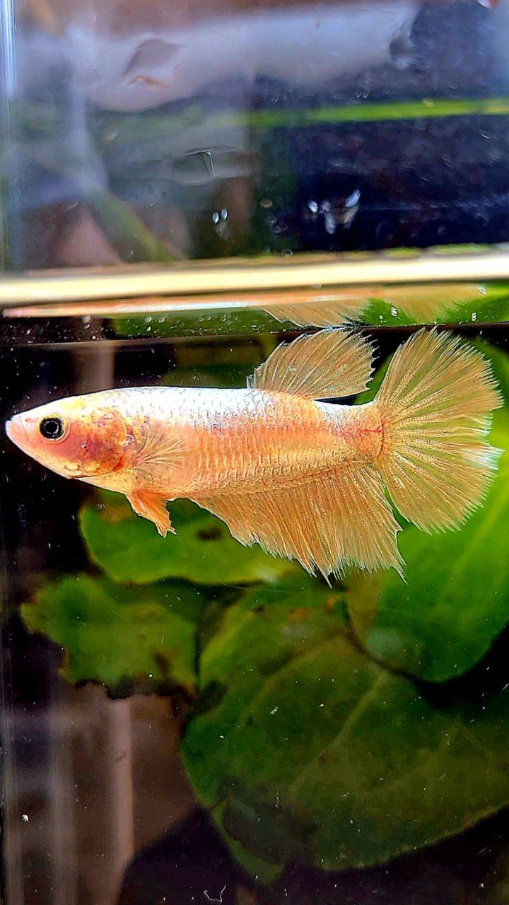 FEMALE HALFMOON SUPER GOLD BETTA FISH