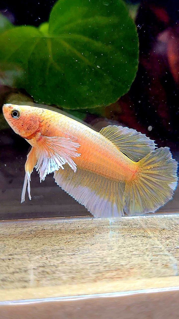 FEMALE HALFMOON DUMBO EAR (ONE EAR) GOLD BETTA FISH
