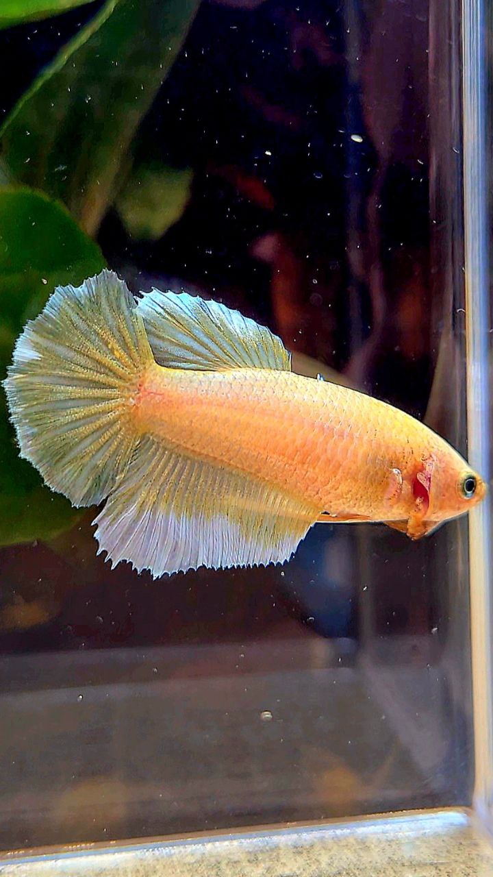 FEMALE HALFMOON DUMBO EAR (ONE EAR) GOLD BETTA FISH