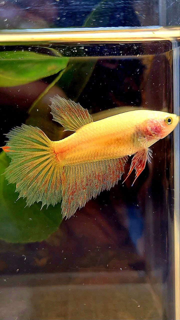 FEMALE HALFMOON YELLOW VANDA BETTA FISH