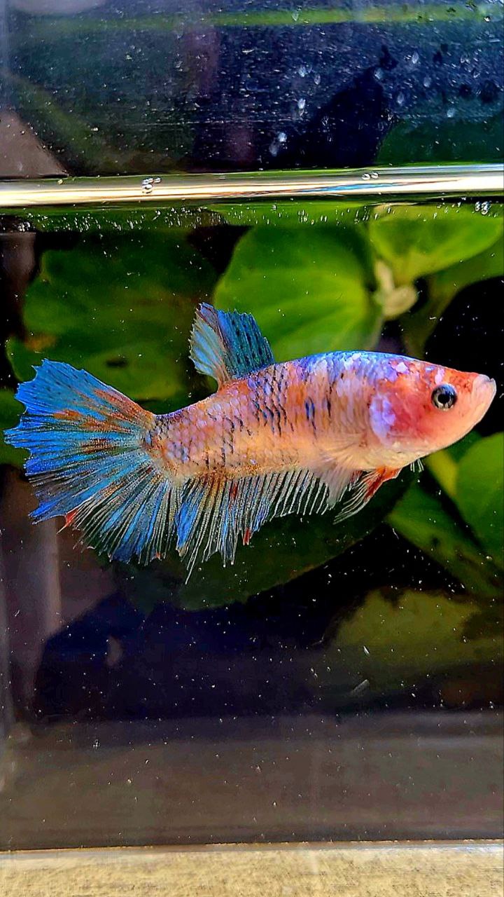 FEMALE HALFMOON MULTICOLOR BETTA FISH