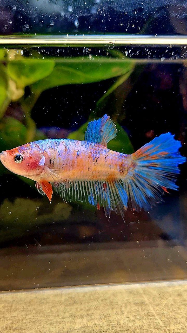 FEMALE HALFMOON MULTICOLOR BETTA FISH