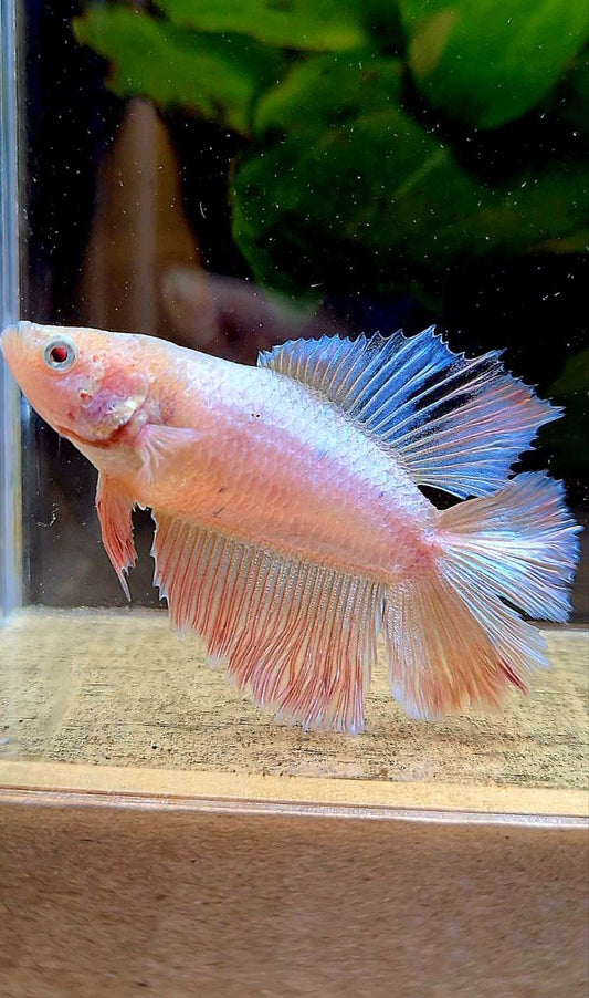 FEMALE HALFMOON DOUBLE TAIL PINK FLAMINGGO BETTA FISH