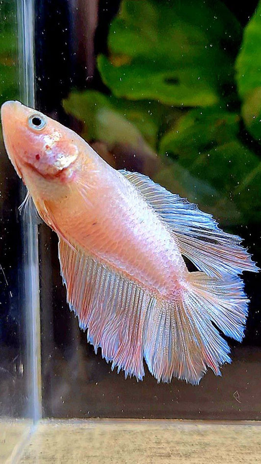 FEMALE HALFMOON DOUBLE TAIL PINK FLAMINGGO BETTA FISH