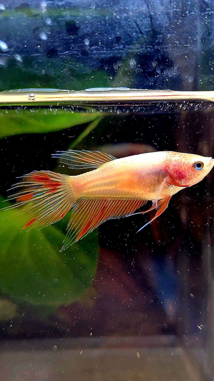 FEMALE VEILTAIL ARMAGEDDON BETTA FISH