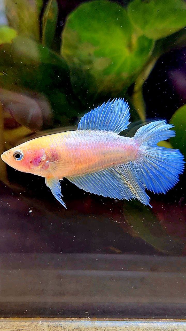 FEMALE HALFMOON DOUBLE TAIL WHITE OPAQUE CELLOPHANE BETTA FISH