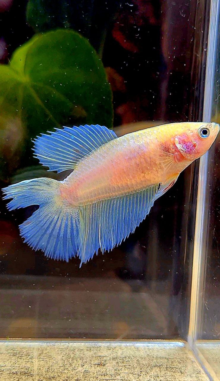 FEMALE HALFMOON DOUBLE TAIL WHITE OPAQUE CELLOPHANE BETTA FISH