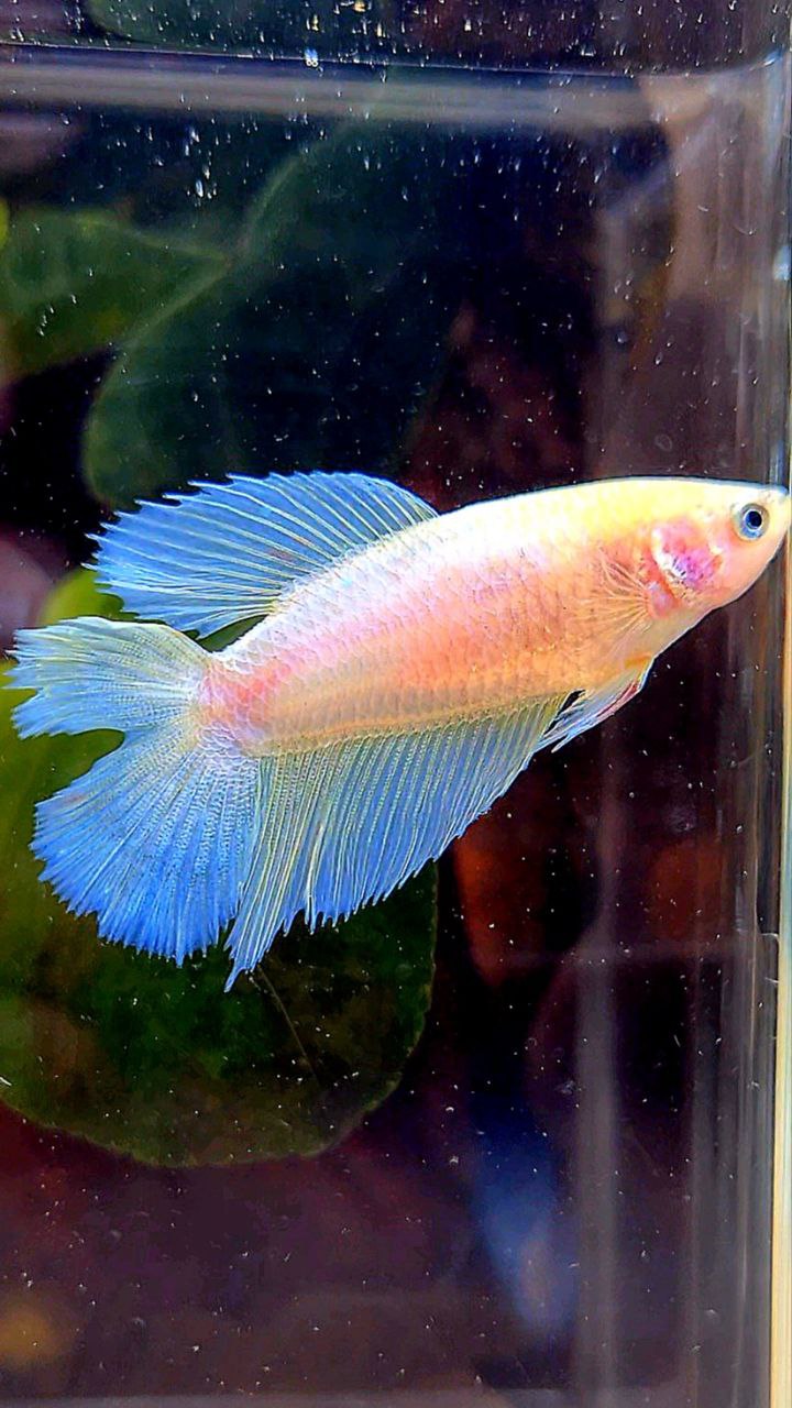 FEMALE HALFMOON DOUBLE TAIL WHITE OPAQUE CELLOPHANE BETTA FISH