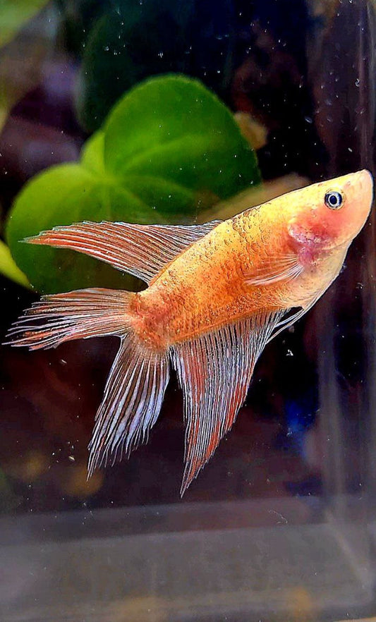 FEMALE VEILTAIL DOUBLE TAIL CELLOPHANE COPPER WASH BETTA FISH