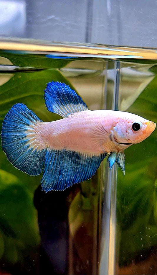 FEMALE HALFMOON BLUE RIM BICOLOR BETTA FISH