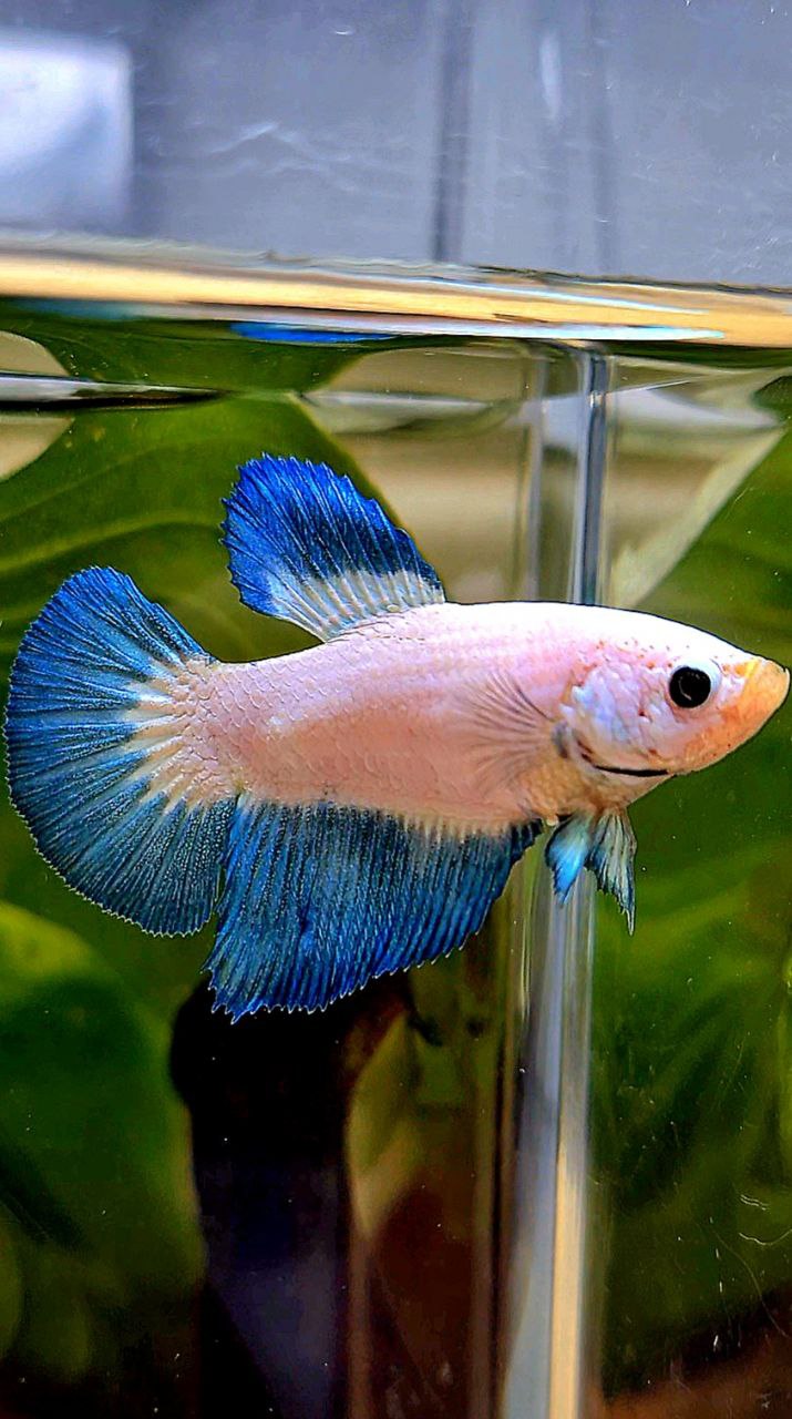 FEMALE HALFMOON BLUE RIM BICOLOR BETTA FISH