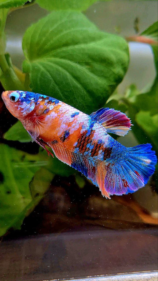 FEMALE PLAKAT RAINBOW ORANGE GALAXY MULTICOLOR BETTA FISH