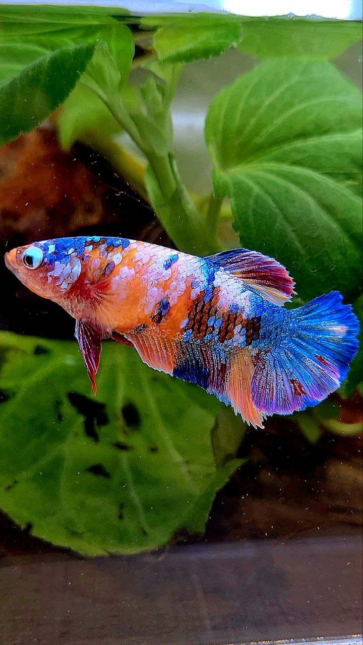 FEMALE PLAKAT RAINBOW ORANGE GALAXY MULTICOLOR BETTA FISH