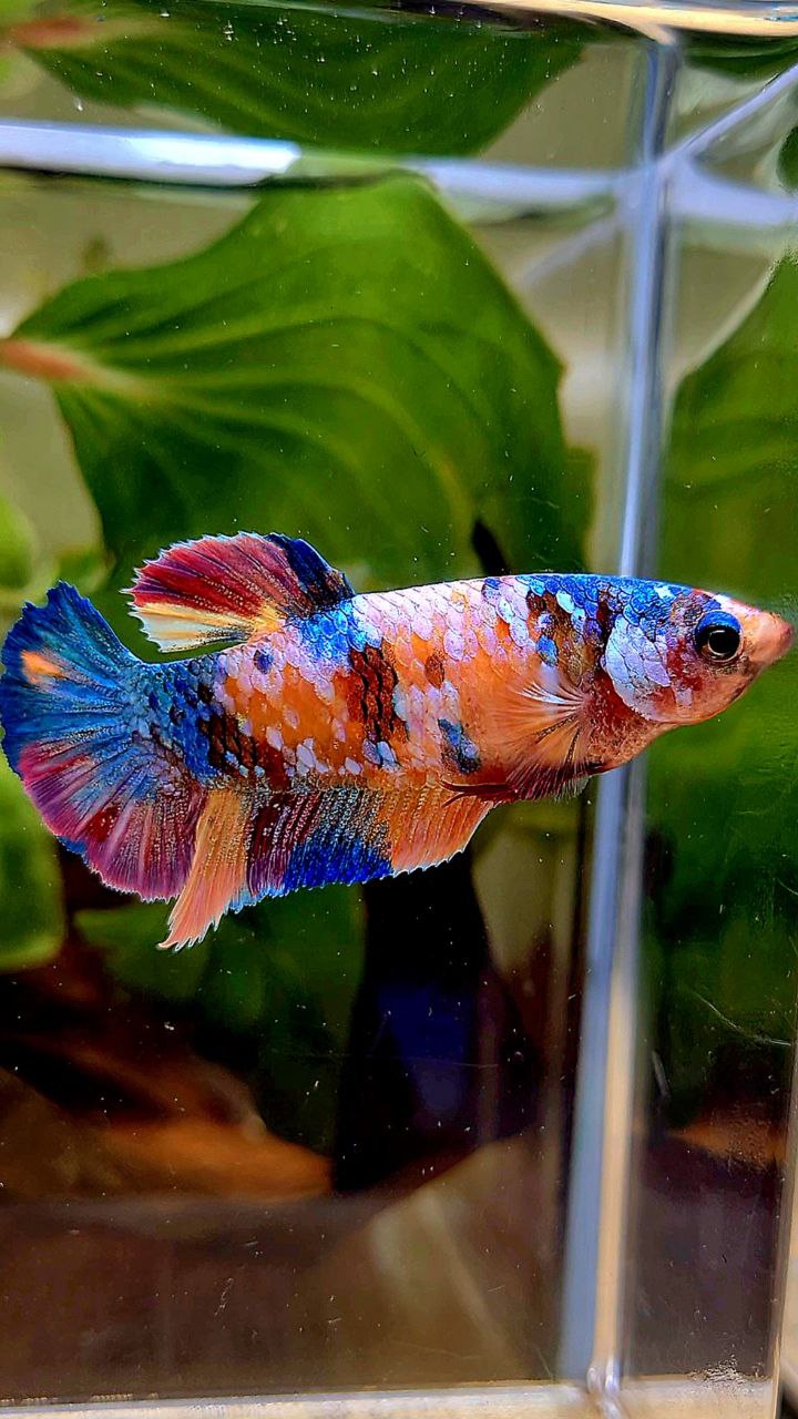 FEMALE PLAKAT RAINBOW ORANGE GALAXY MULTICOLOR BETTA FISH