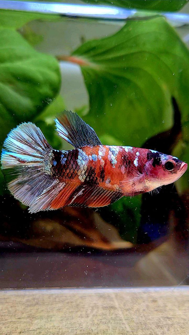 FEMALE PLAKAT ORANGE COPPER GALAXY MULTICOLOR BETTA FISH