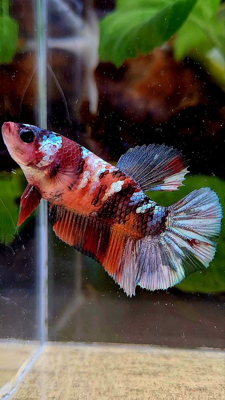 FEMALE PLAKAT ORANGE COPPER GALAXY MULTICOLOR BETTA FISH