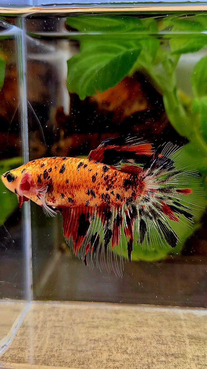 FEMALE HALFMOON ROSETAIL KOI TIGER MULTICOLOR BETTA FISH