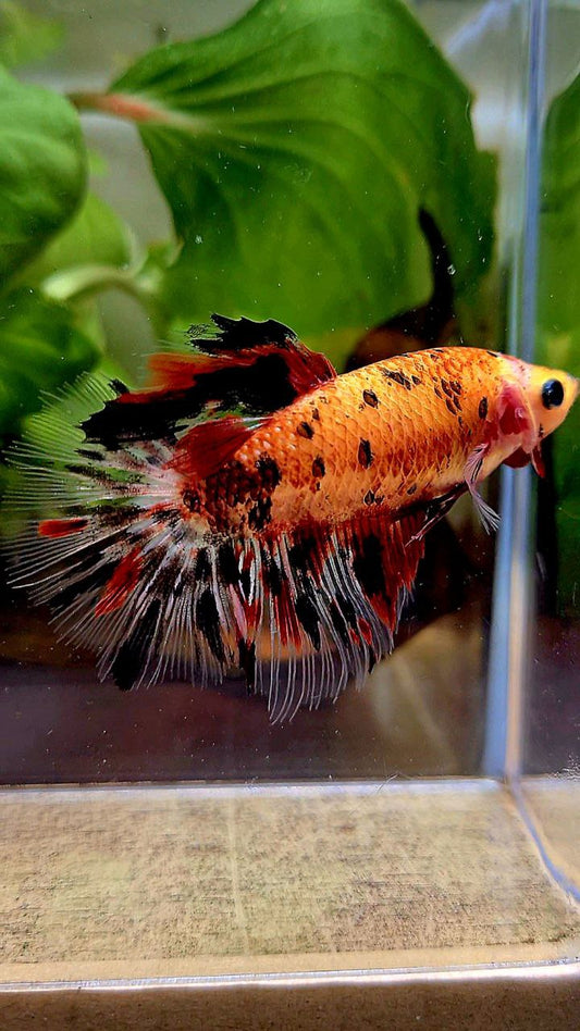 FEMALE HALFMOON ROSETAIL KOI TIGER MULTICOLOR BETTA FISH