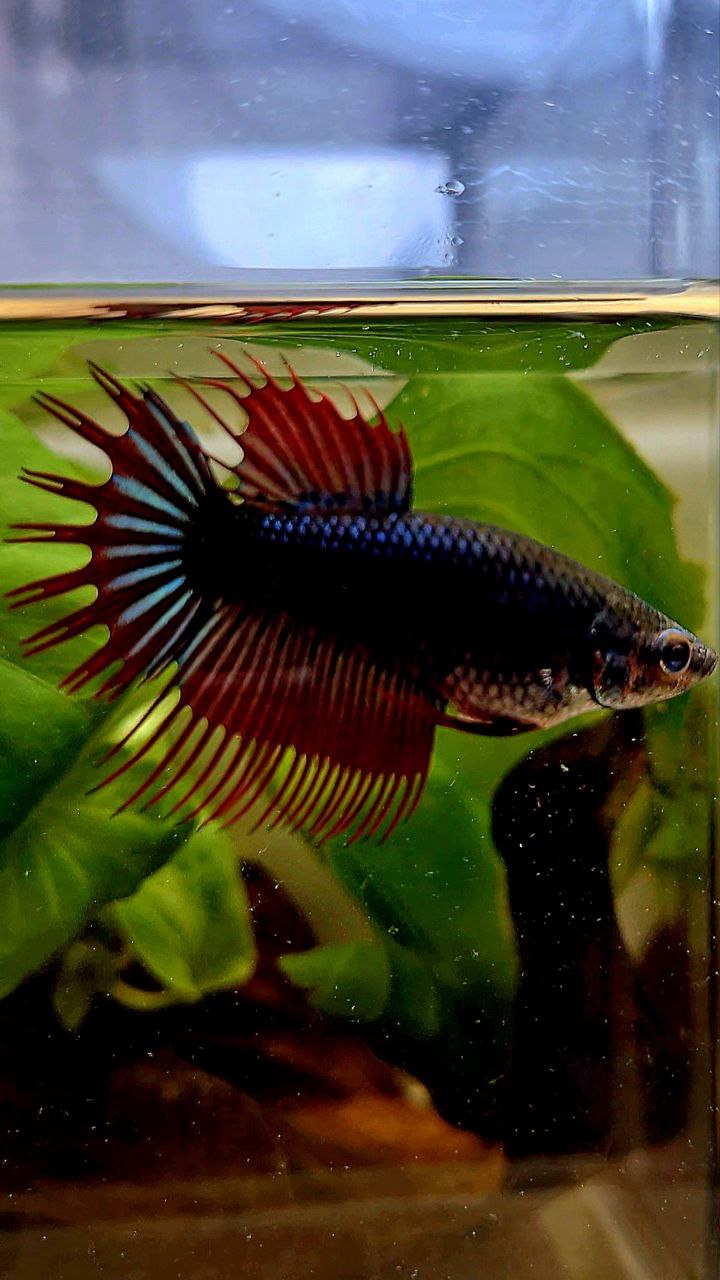 FEMALE KING CROWNTAIL BLACK RED VAMPIRE BETTA FISH