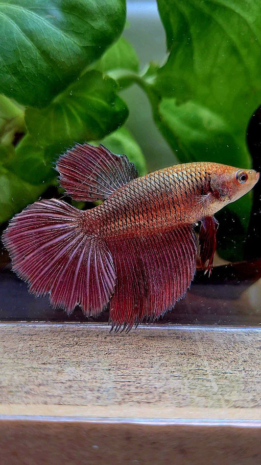 FEMALE HALFMOON OVER ROSETAIL COPPER RED BETTA FISH