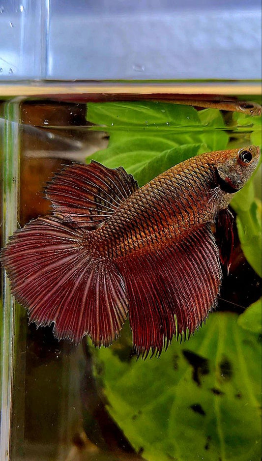 FEMALE HALFMOON OVER ROSETAIL COPPER RED BETTA FISH
