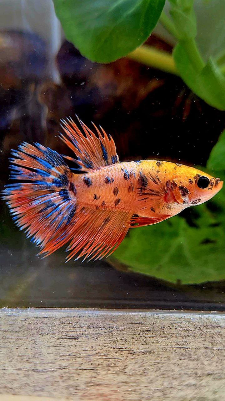 LUXURY FEMALE CROWNTAIL SUPER DOTS YELLOW ORANGE MULTICOLOR BETTA FISH
