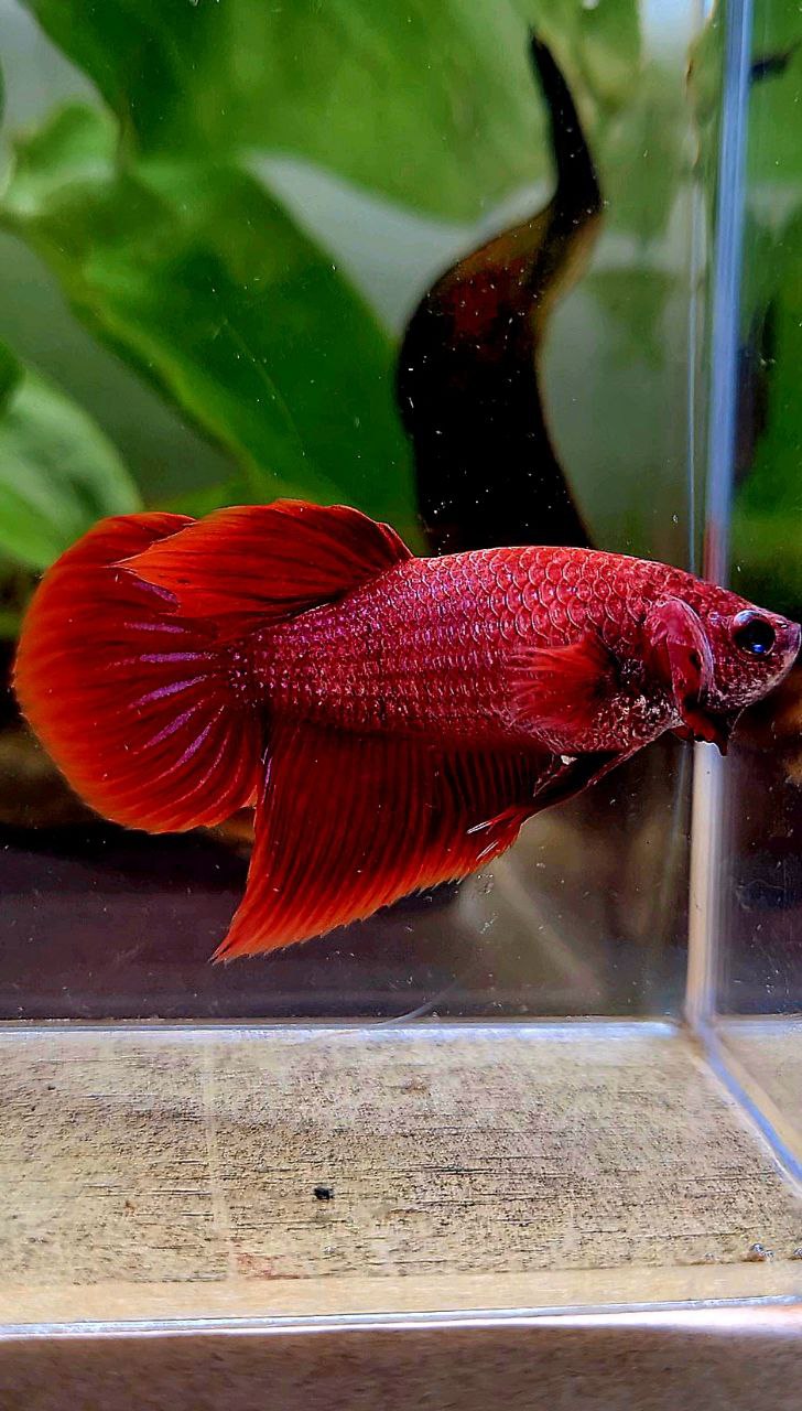 FEMALE VEILTAIL SUPER RED BETTA FISH