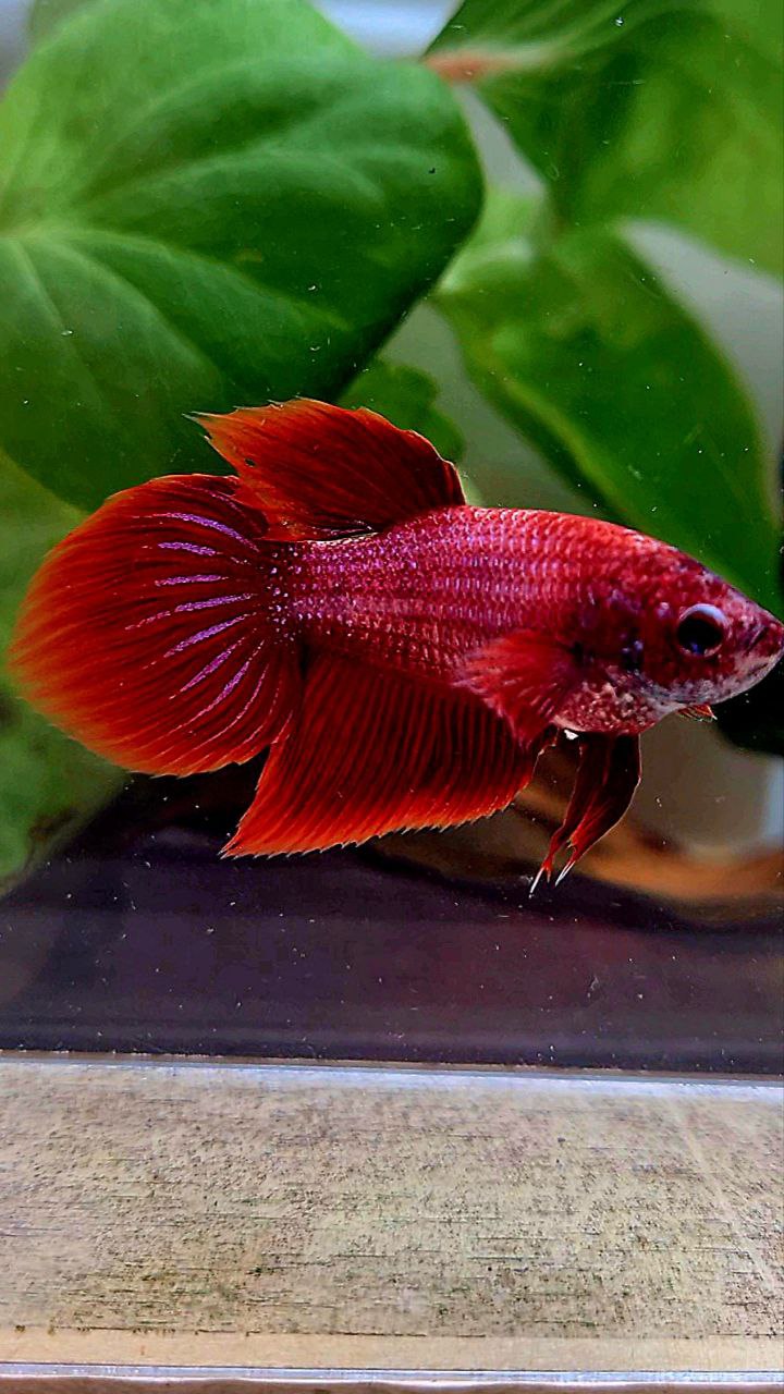 FEMALE VEILTAIL SUPER RED BETTA FISH