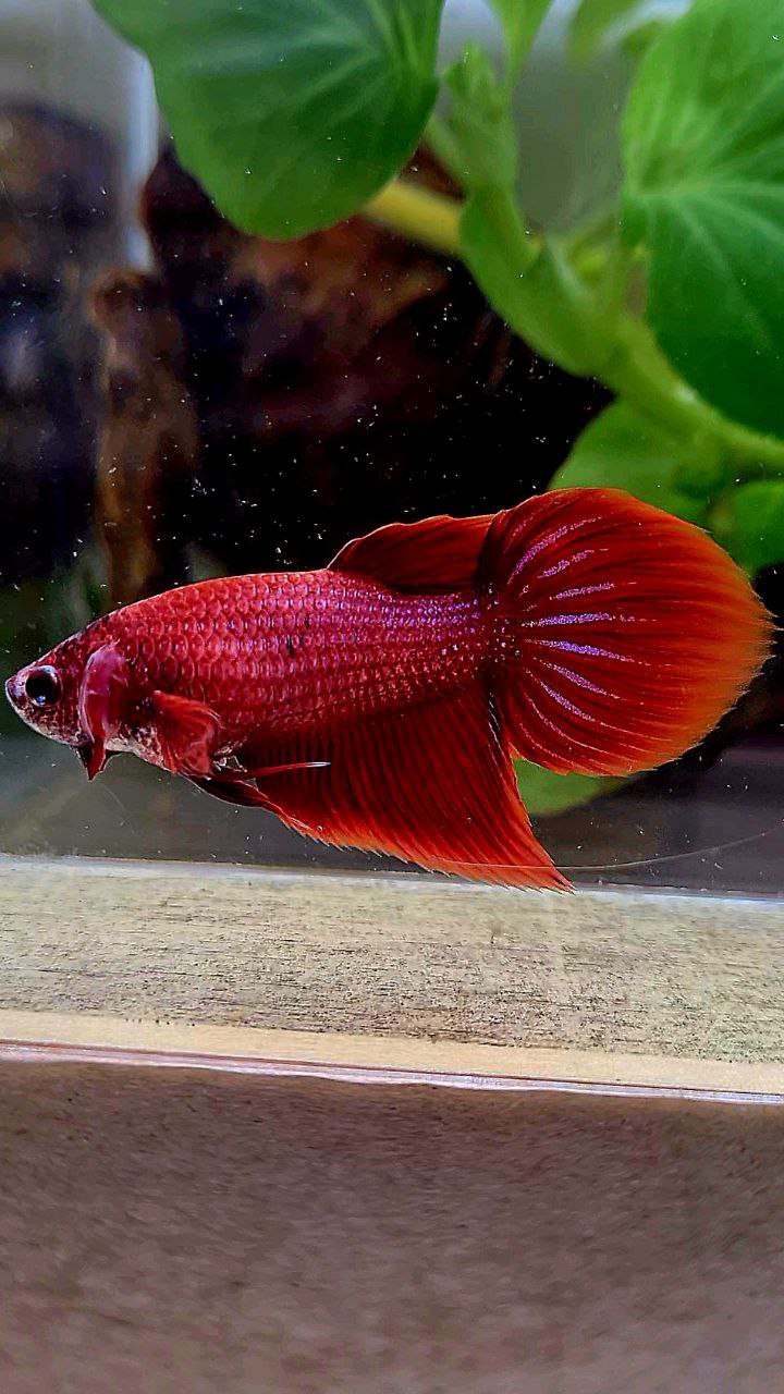 FEMALE VEILTAIL SUPER RED BETTA FISH