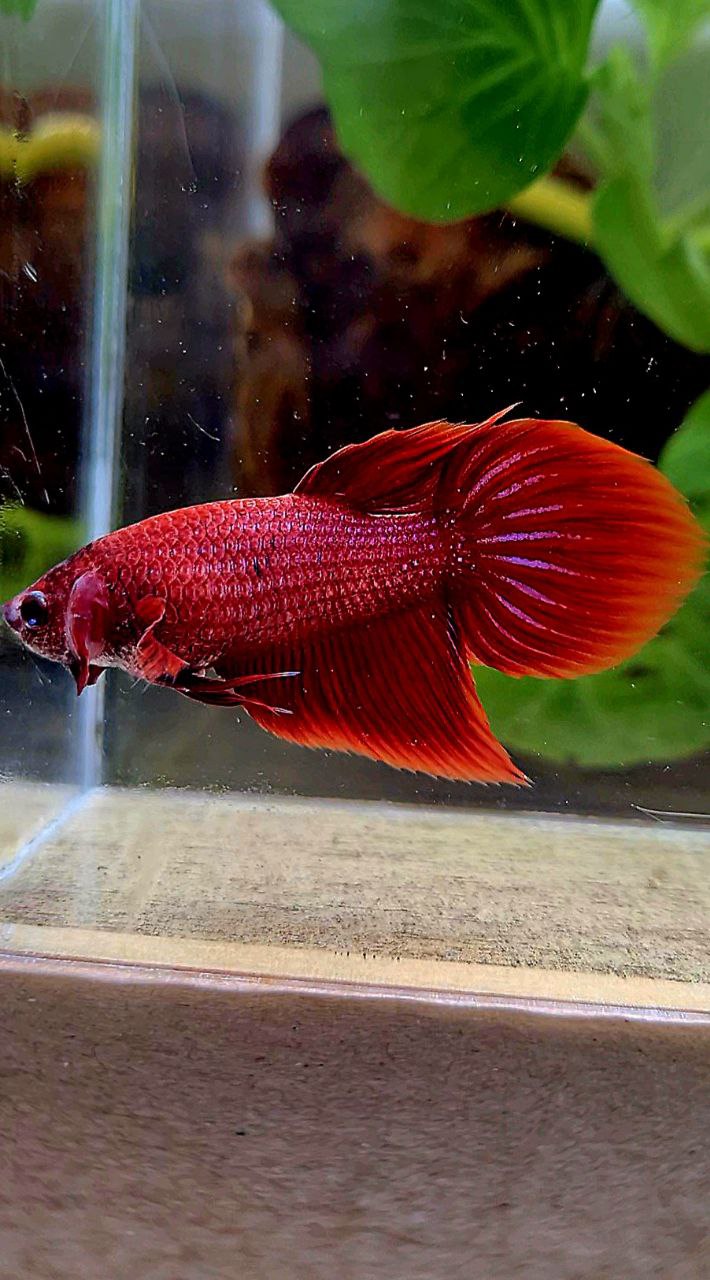 FEMALE VEILTAIL SUPER RED BETTA FISH