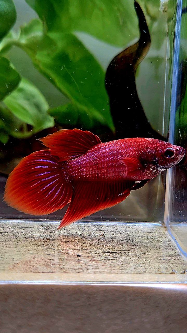 FEMALE VEILTAIL SUPER RED BETTA FISH