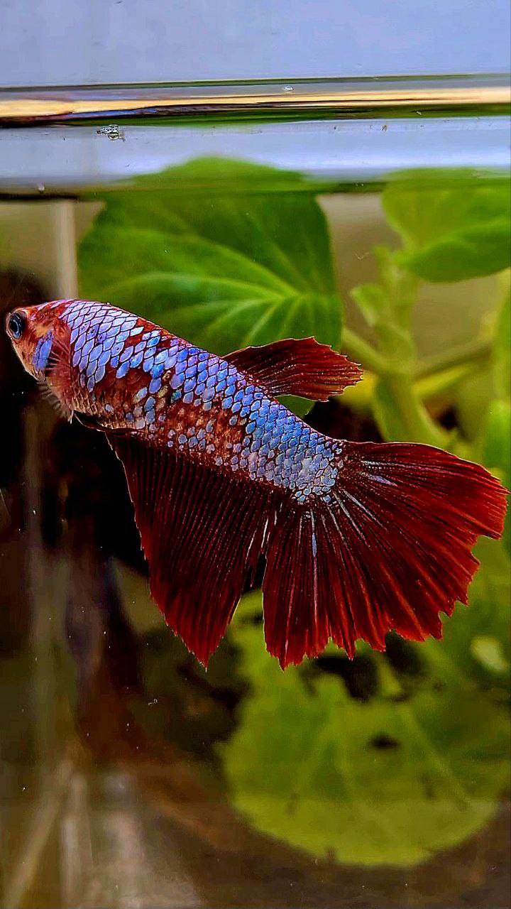 FEMALE HALFMOON FANCY MULTICOLOR BETTA FISH