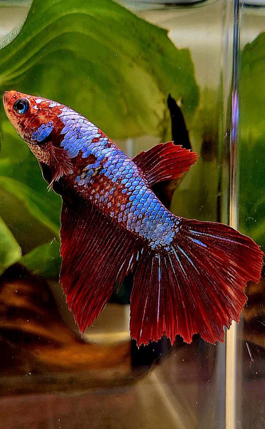 FEMALE HALFMOON FANCY MULTICOLOR BETTA FISH