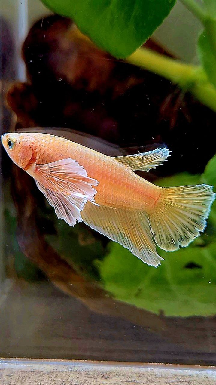 FEMALE HALFMOON DUMBO EAR GOLD BETTA FISH