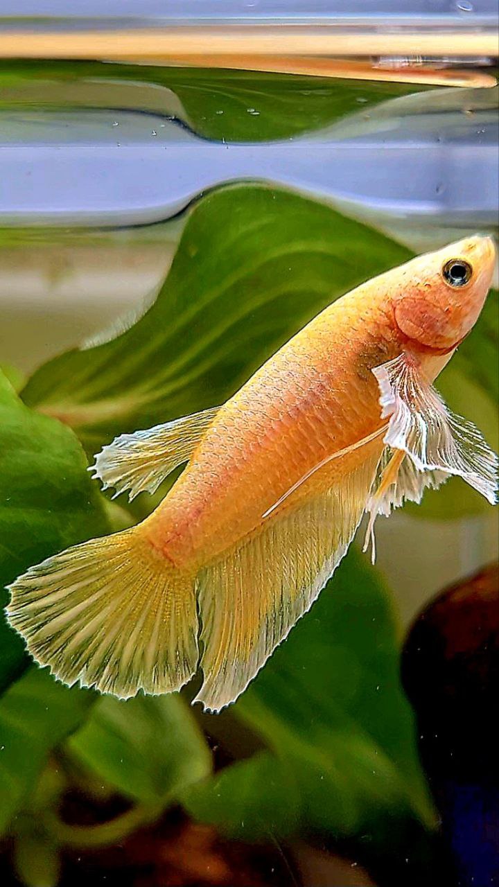 FEMALE HALFMOON DUMBO EAR GOLD BETTA FISH