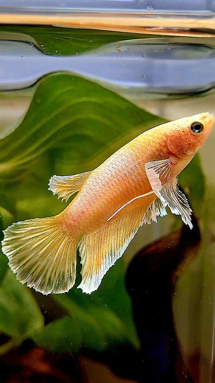 FEMALE HALFMOON DUMBO EAR GOLD BETTA FISH