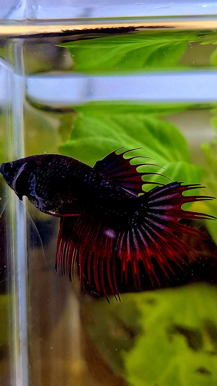FEMALE KING CROWNTAIL BLACK PURPLE RED VAMPIRE BETTA FISH